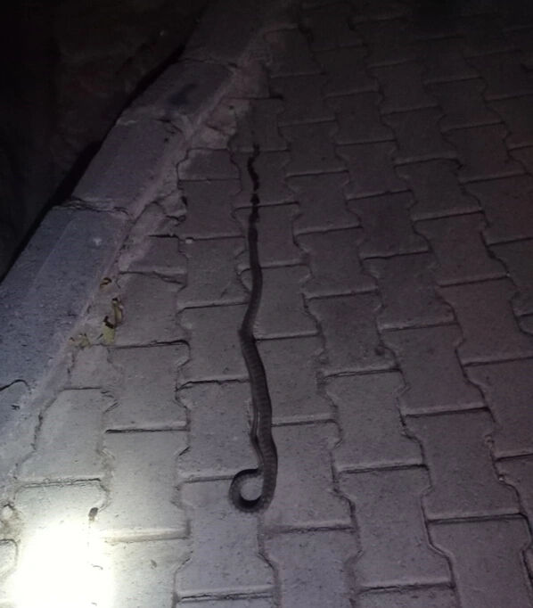 Elazığ'da korku dolu anlar! Lavaboya yılan girdi: Elini yıkarken fark etti Elazığ'da korku dolu anlar! Lavaboya yılan girdi: Elini yıkarken fark etti - 2. Resim