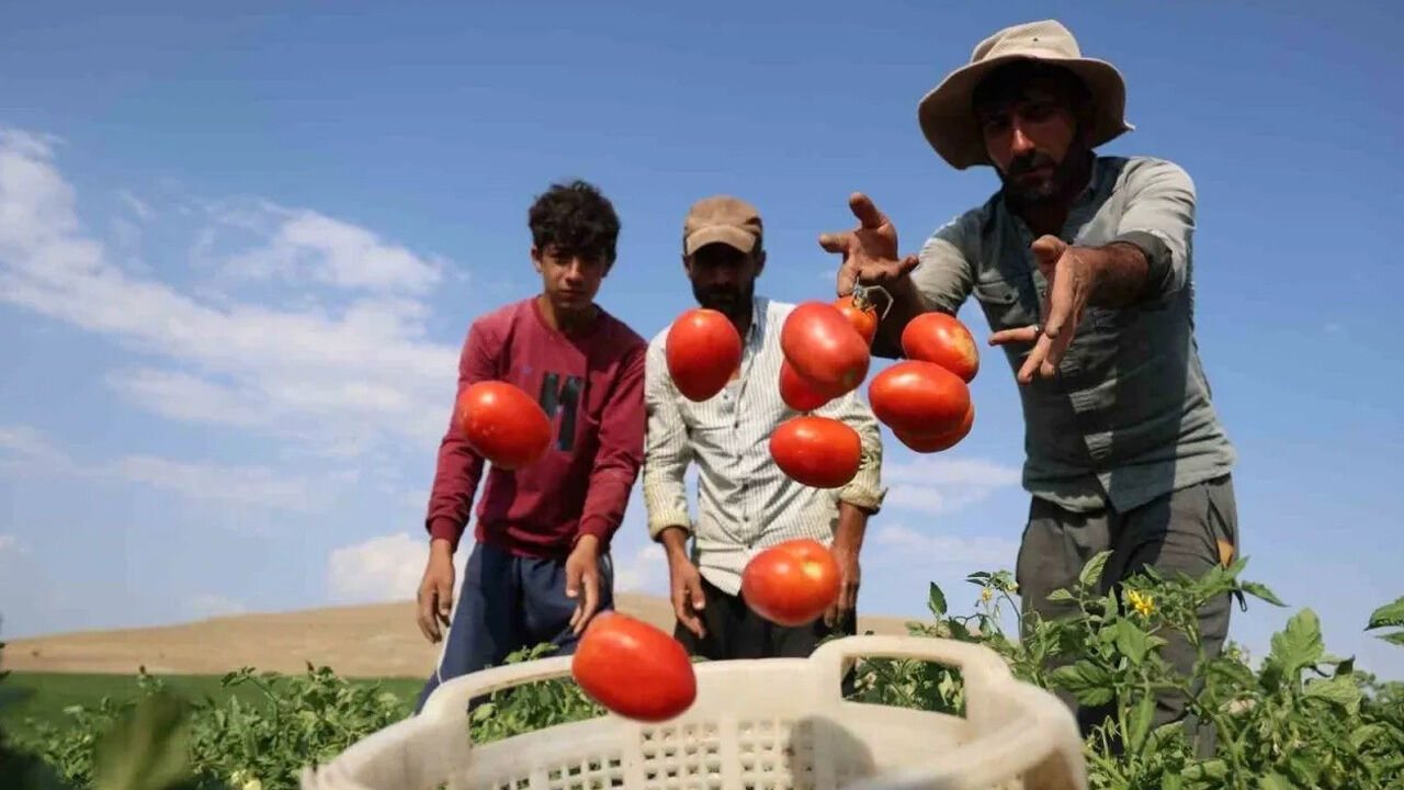 Domateste bolluk kavgası! Çiftçi ile fabrikalar karşı karşıya geldi Domateste bolluk kavgası! Çiftçi ile fabrikalar karşı karşıya geldi - 1. Resim