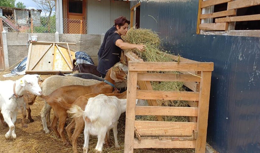 İstanbul'un stresinden kaçtı, köyde hastalığına şifa buldu! ‘Resmen iyileştim’ - 3. Resim