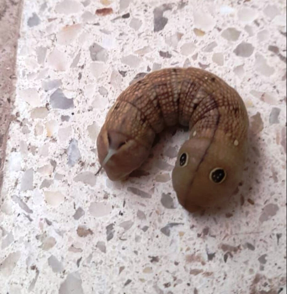 Konya'da bir evin balkonunda ortaya çıkan hayvan paniğe neden oldu! Konya'da bir evin balkonunda ortaya çıkan hayvan panik oluşturdu! - 2. Resim