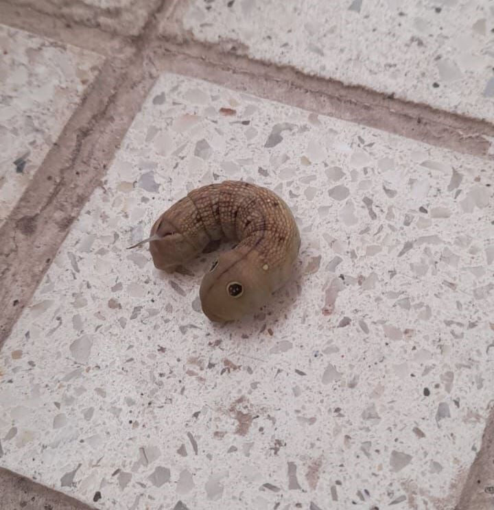 Konya'da bir evin balkonunda ortaya çıkan hayvan paniğe neden oldu! Konya'da bir evin balkonunda ortaya çıkan hayvan panik oluşturdu! - 1. Resim