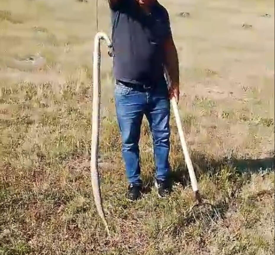 Tekerlerin arasından çıktı! Hem şaşırttı hem korkuttu - 1. Resim