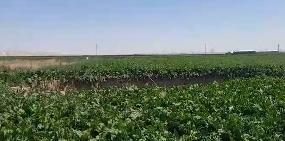 Konya'da aynı tarlada ikince obruk oluştu! &Ccedil;ift&ccedil;i o anları 'Korkutucu ve &uuml;rpertici' diyerek anlattı - 1. Resim