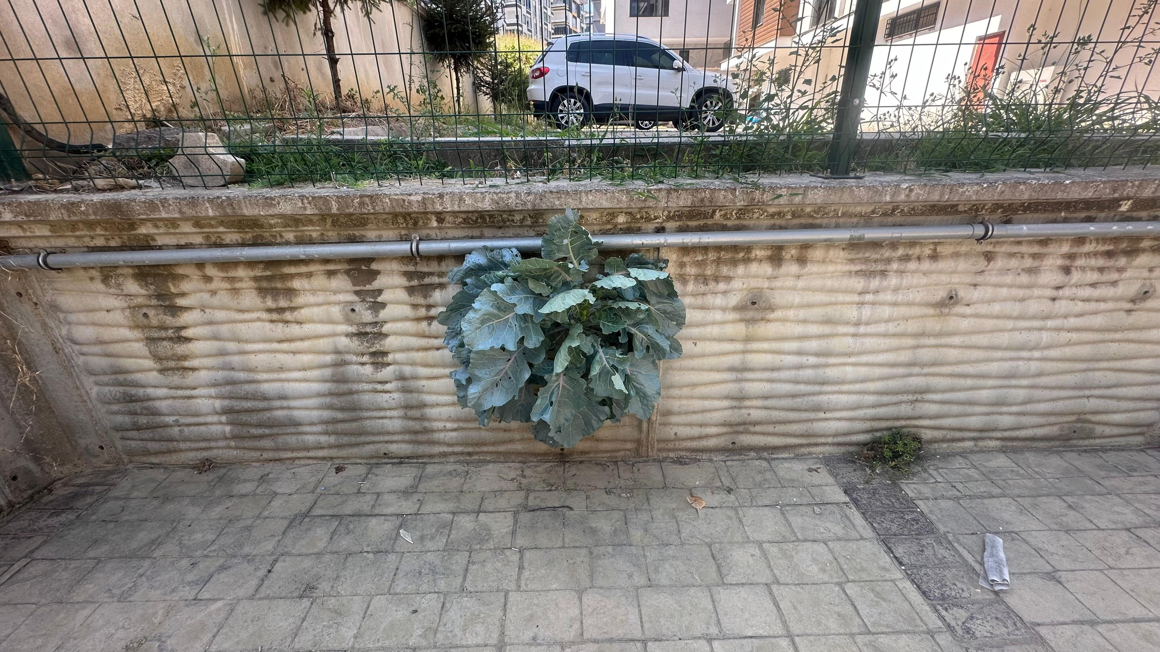 Samsun'da ilginç olay! Karalahananın inadı duvarı deldi  - 1. Resim