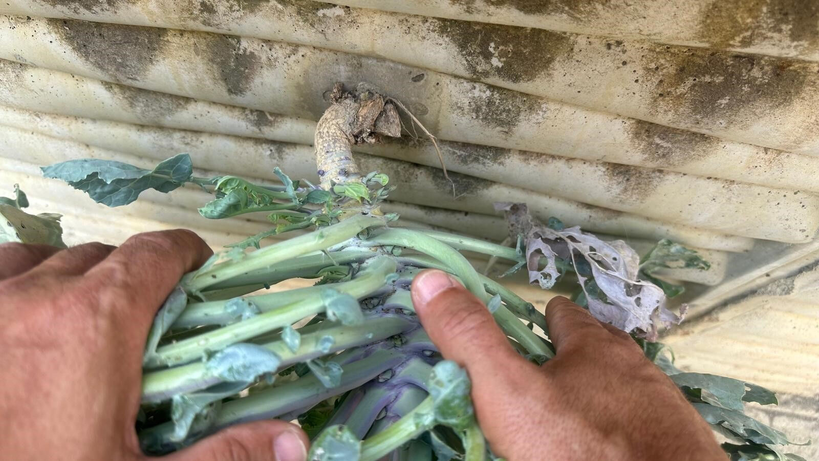 Samsun'da ilginç olay! Karalahananın inadı duvarı deldi  - 3. Resim