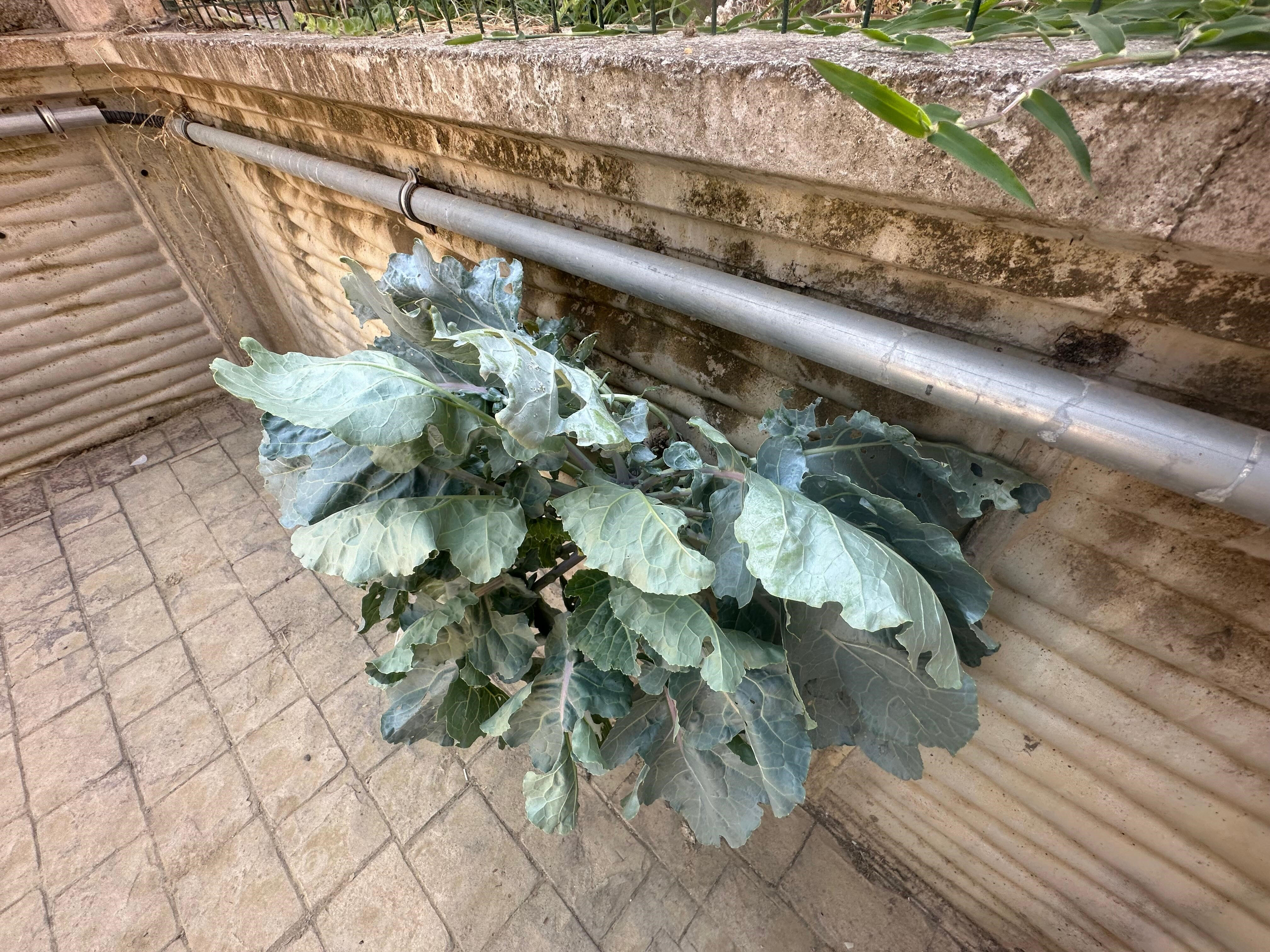 Samsun'da ilginç olay! Karalahananın inadı duvarı deldi  - 2. Resim