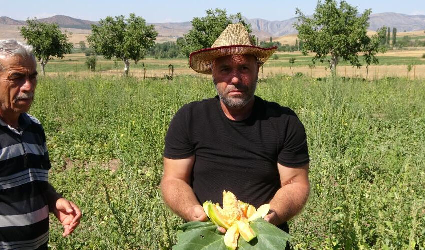 Yozgat’ta bolca yetişiyor: Şekli kavuna benziyor ama yiyen muz tadı alıyor - 2. Resim