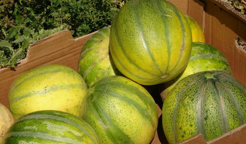Yozgat’ta bolca yetişiyor: Şekli kavuna benziyor ama yiyen muz tadı alıyor - 1. Resim