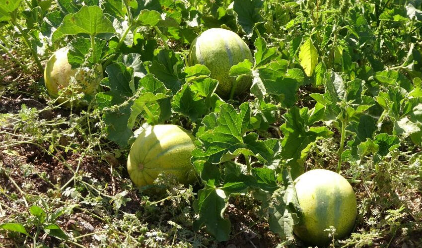 Yozgat’ta bolca yetişiyor: Şekli kavuna benziyor ama yiyen muz tadı alıyor - 3. Resim