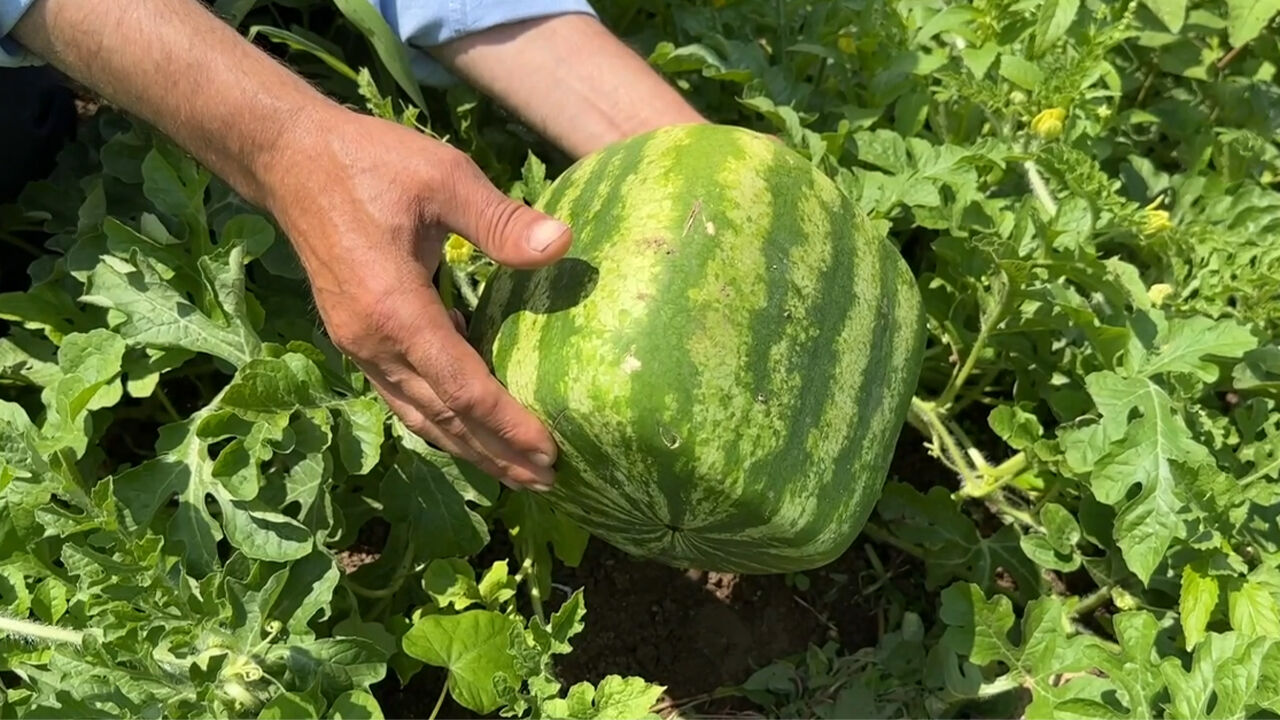 Talihi kalp şeklinde karpuzla değişen Karadenizli Temel zoru başardı! Japonlarda gördü Trabzon'da uyguladı - 2. Resim
