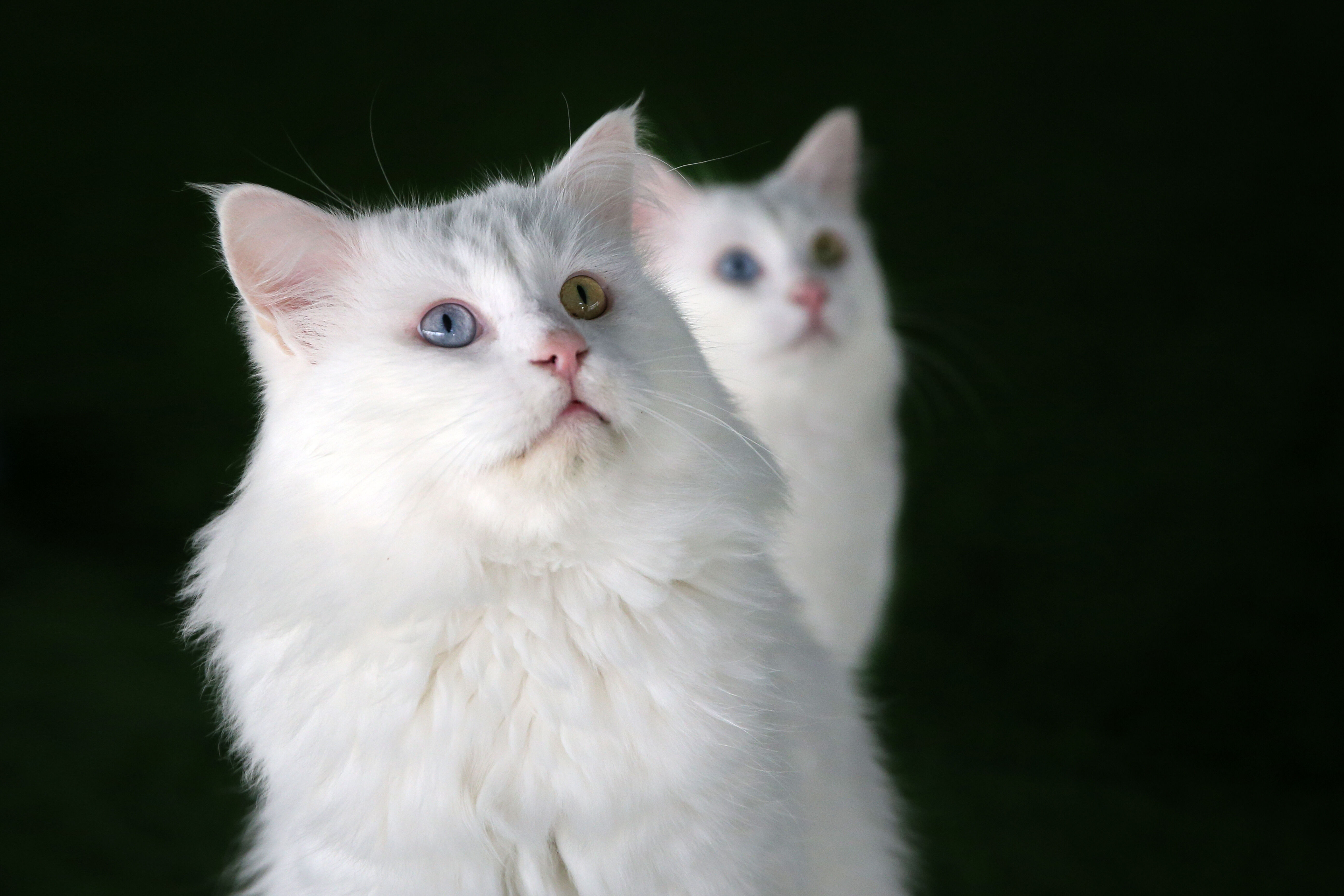 8 Ağustos D&uuml;nya Kedi G&uuml;n&uuml; d&uuml;nyanın her yerinde kutlanıyor! - 2. Resim