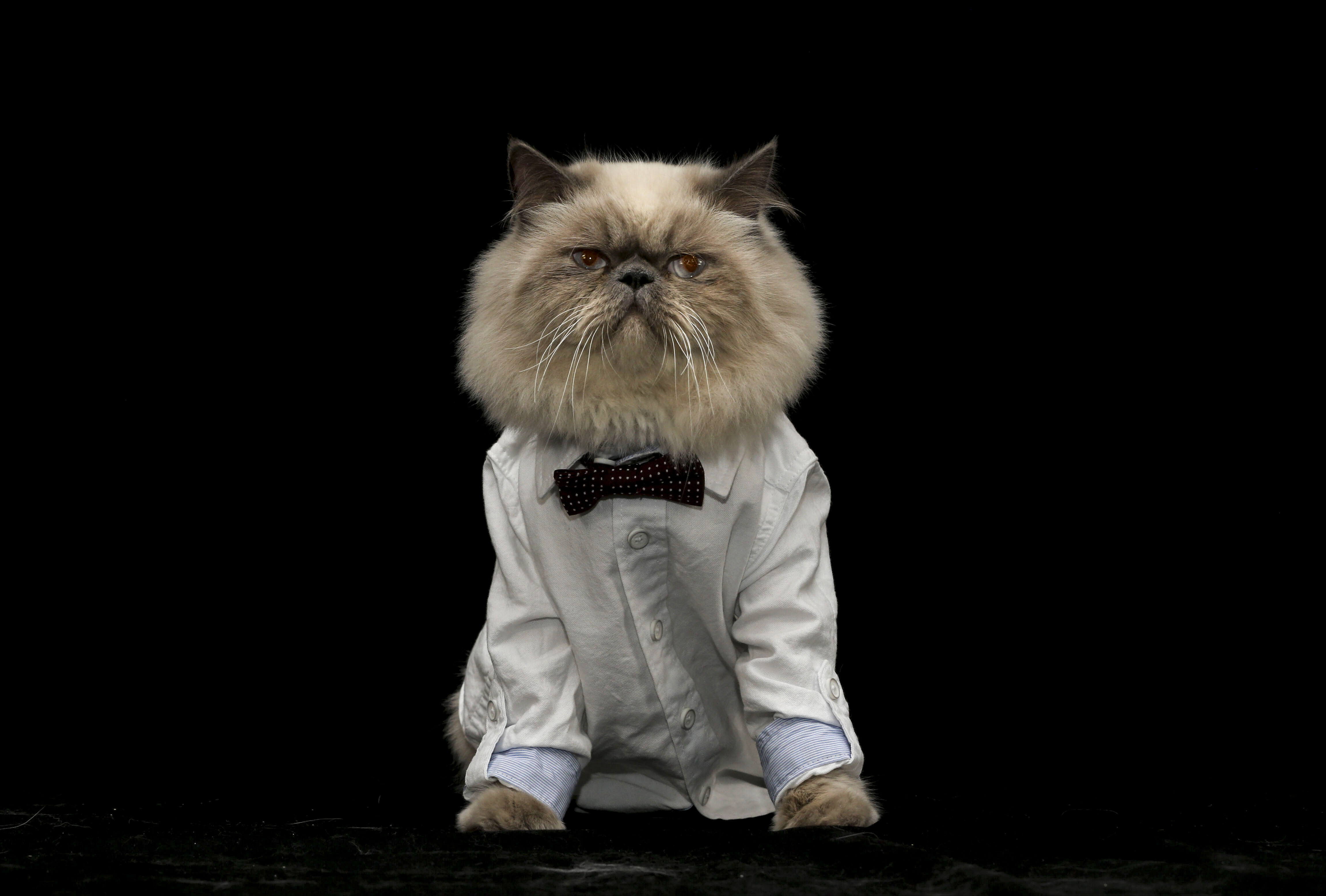 8 Ağustos D&uuml;nya Kedi G&uuml;n&uuml; d&uuml;nyanın her yerinde kutlanıyor! - 3. Resim