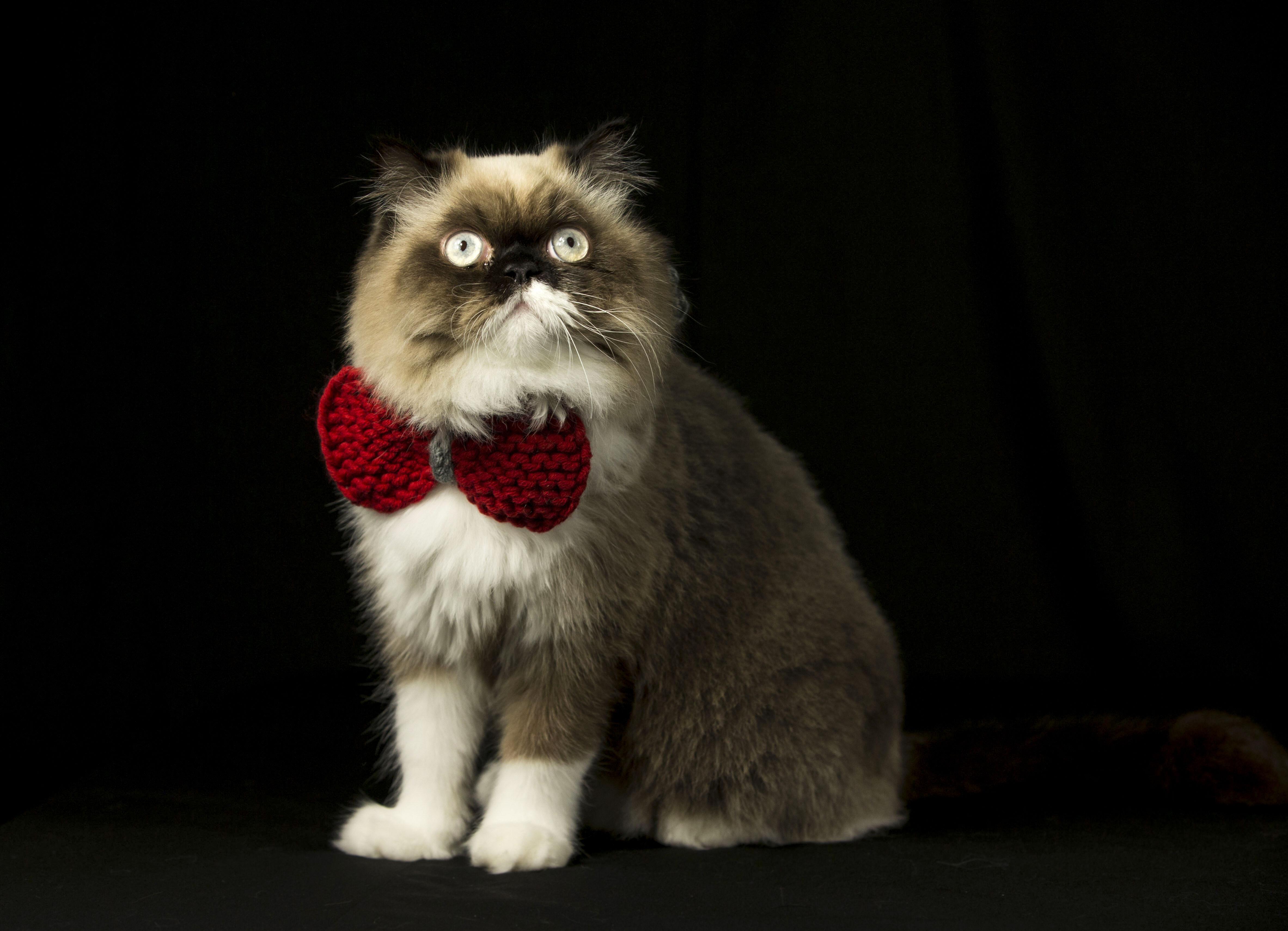 8 Ağustos D&uuml;nya Kedi G&uuml;n&uuml; d&uuml;nyanın her yerinde kutlanıyor! - 4. Resim