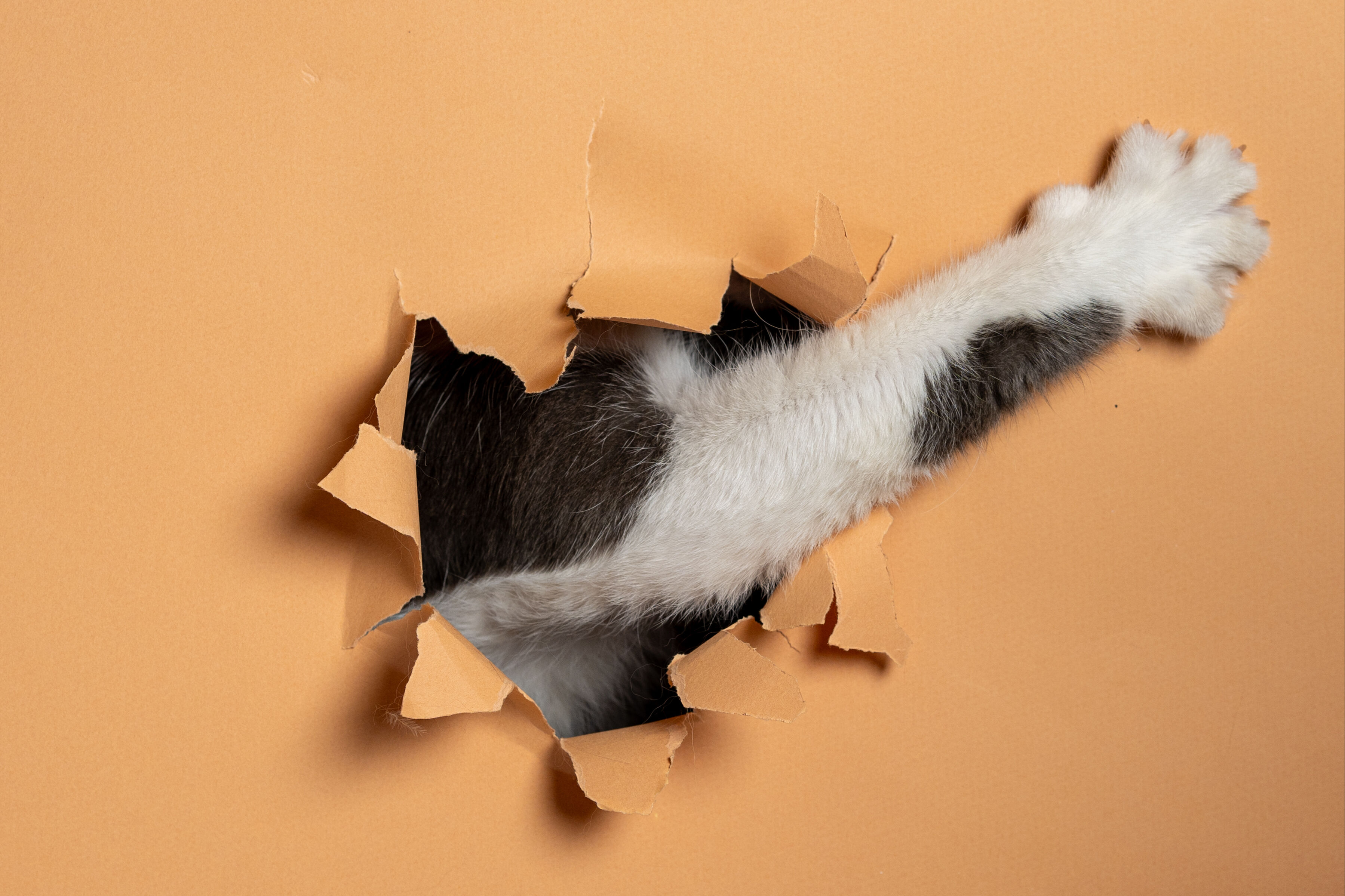 8 Ağustos D&uuml;nya Kedi G&uuml;n&uuml; d&uuml;nyanın her yerinde kutlanıyor! - 8. Resim