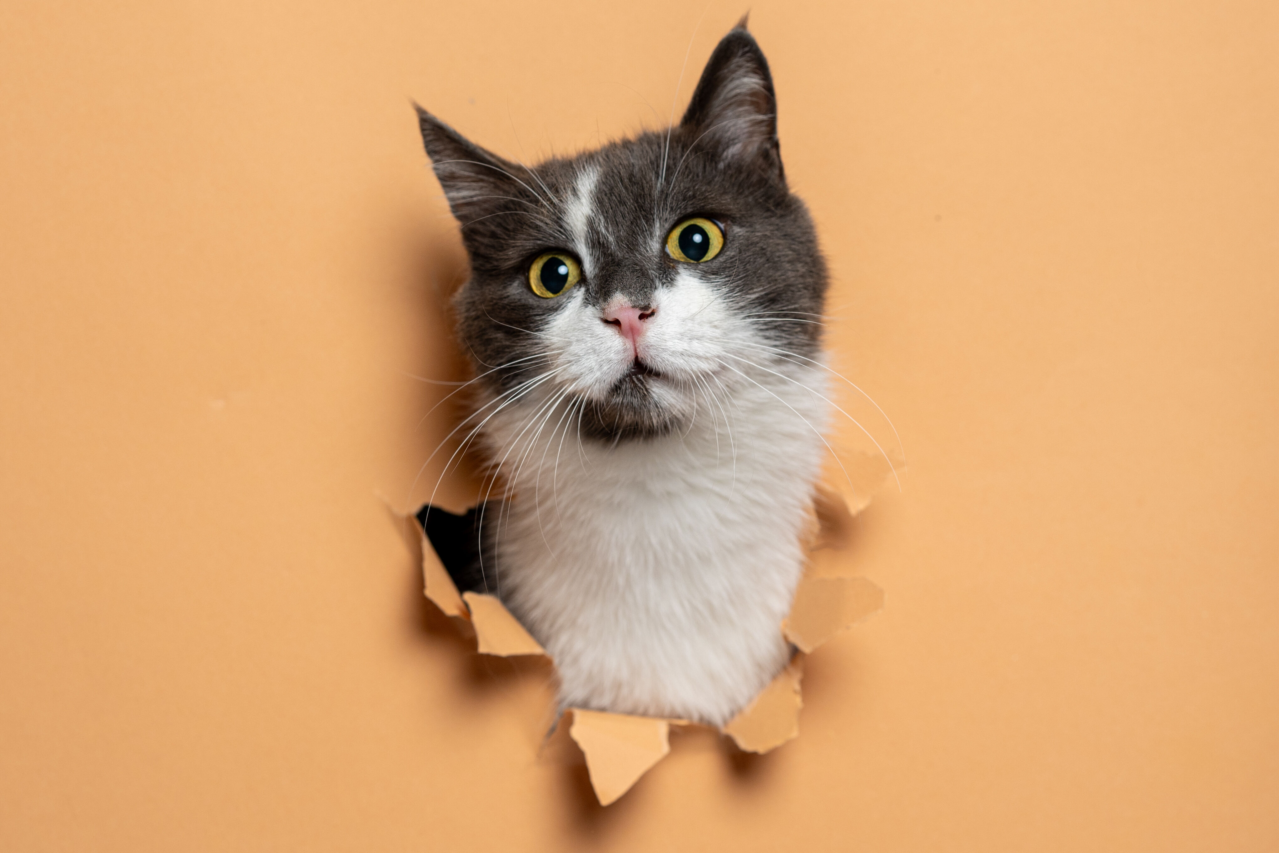 8 Ağustos D&uuml;nya Kedi G&uuml;n&uuml; d&uuml;nyanın her yerinde kutlanıyor! - 9. Resim