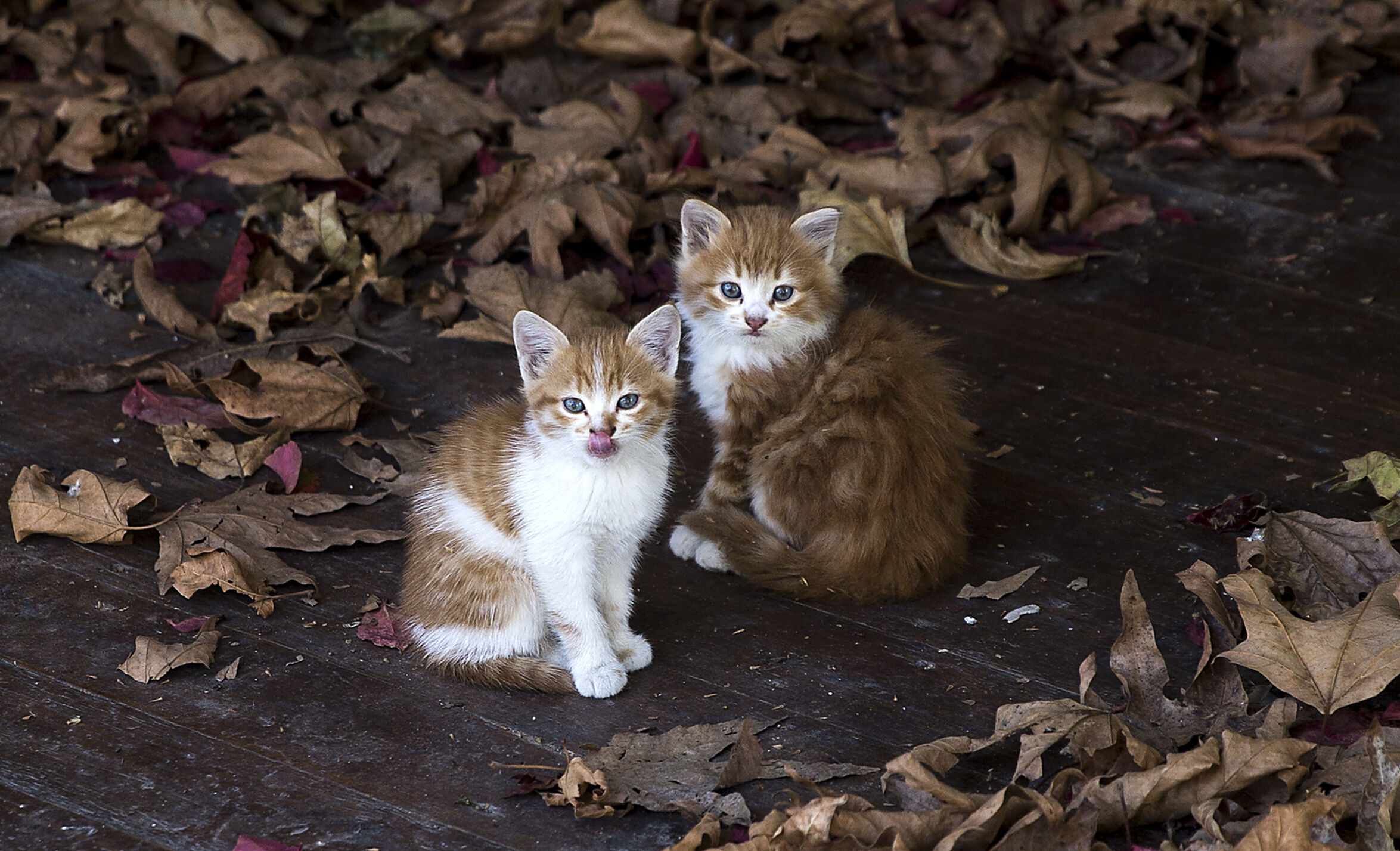 8 Ağustos D&uuml;nya Kedi G&uuml;n&uuml; d&uuml;nyanın her yerinde kutlanıyor! - 6. Resim