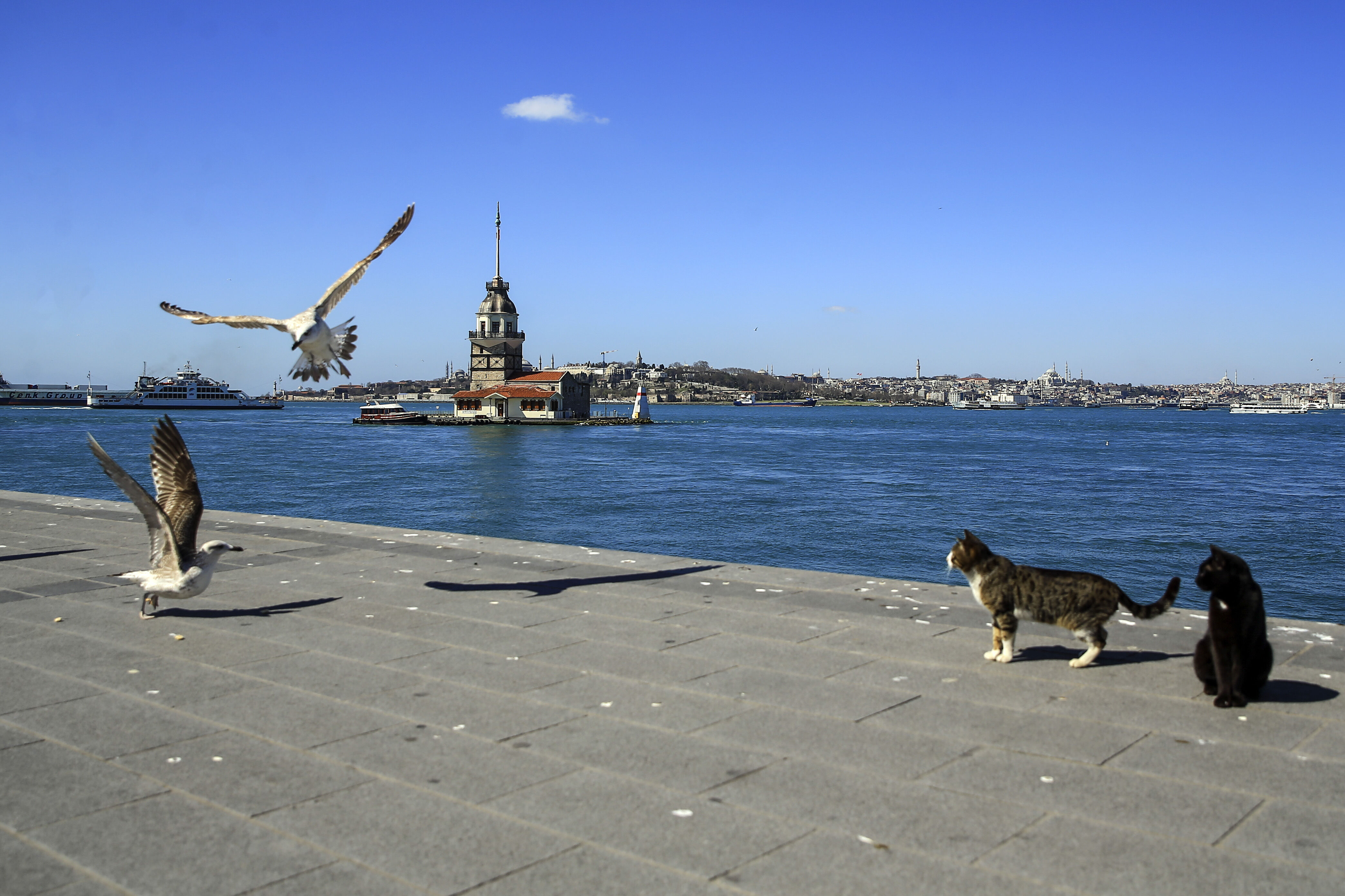 8 Ağustos D&uuml;nya Kedi G&uuml;n&uuml; d&uuml;nyanın her yerinde kutlanıyor! - 5. Resim