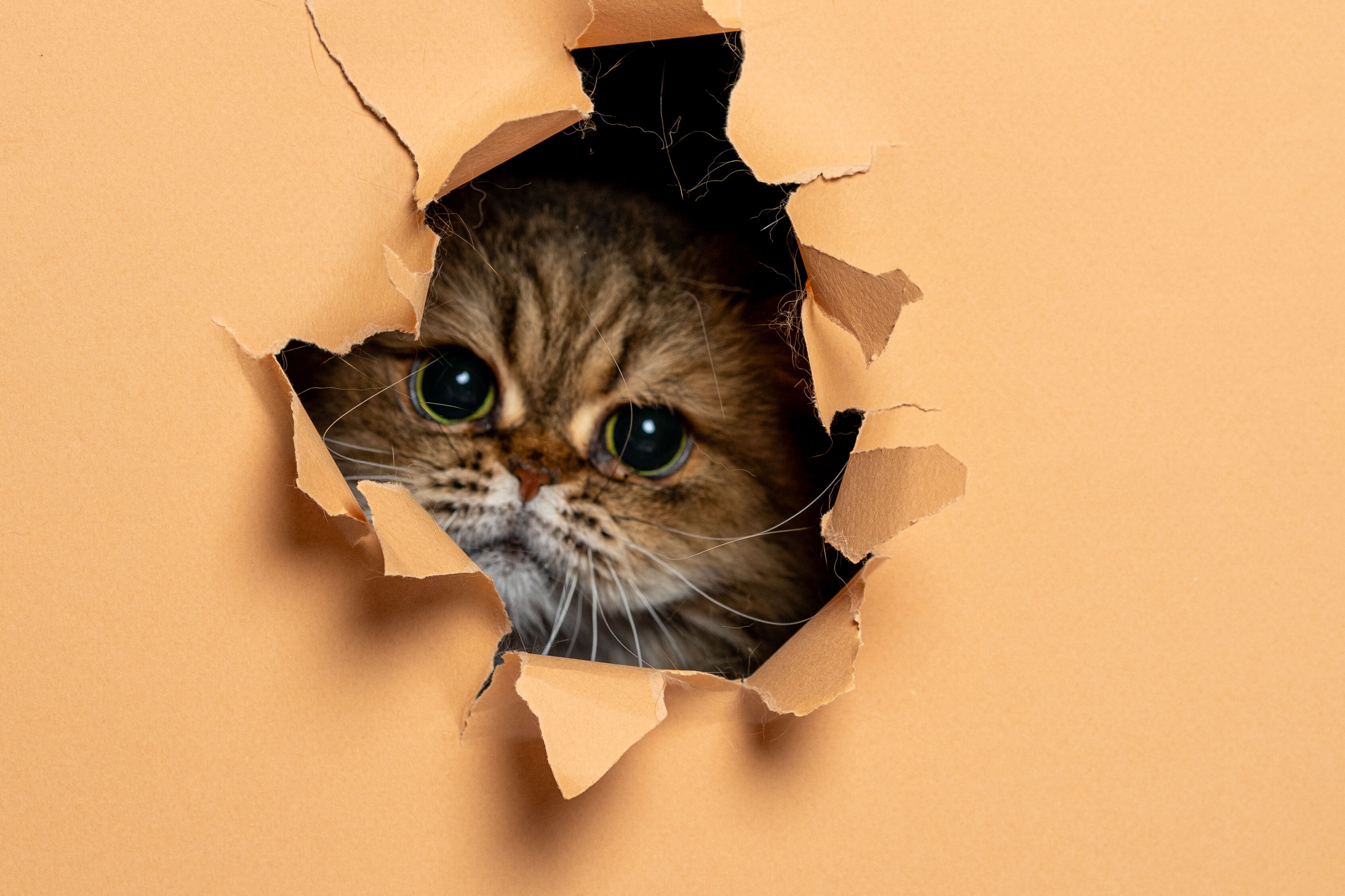 8 Ağustos D&uuml;nya Kedi G&uuml;n&uuml; d&uuml;nyanın her yerinde kutlanıyor! - 11. Resim