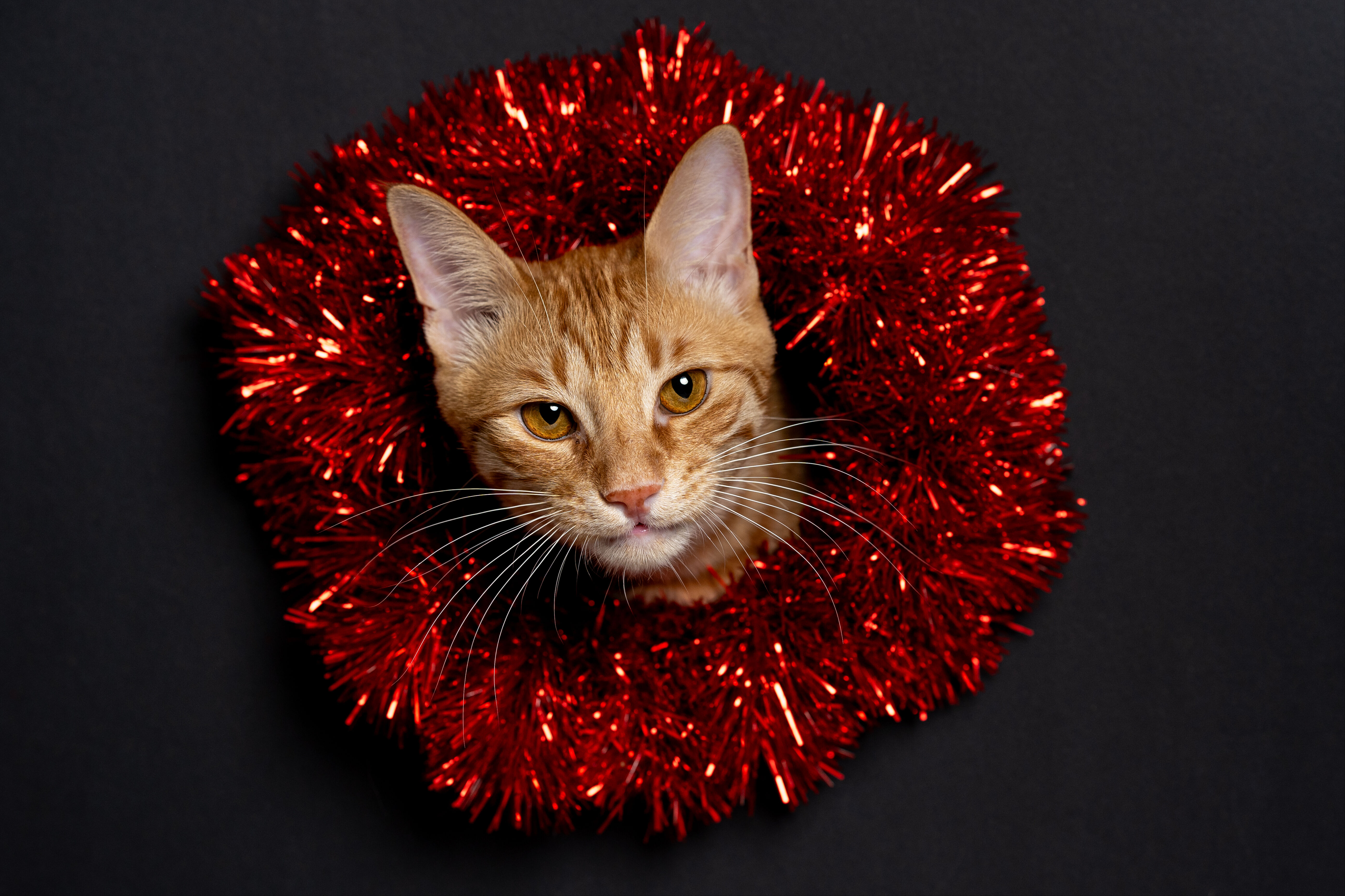 8 Ağustos D&uuml;nya Kedi G&uuml;n&uuml; d&uuml;nyanın her yerinde kutlanıyor! - 12. Resim