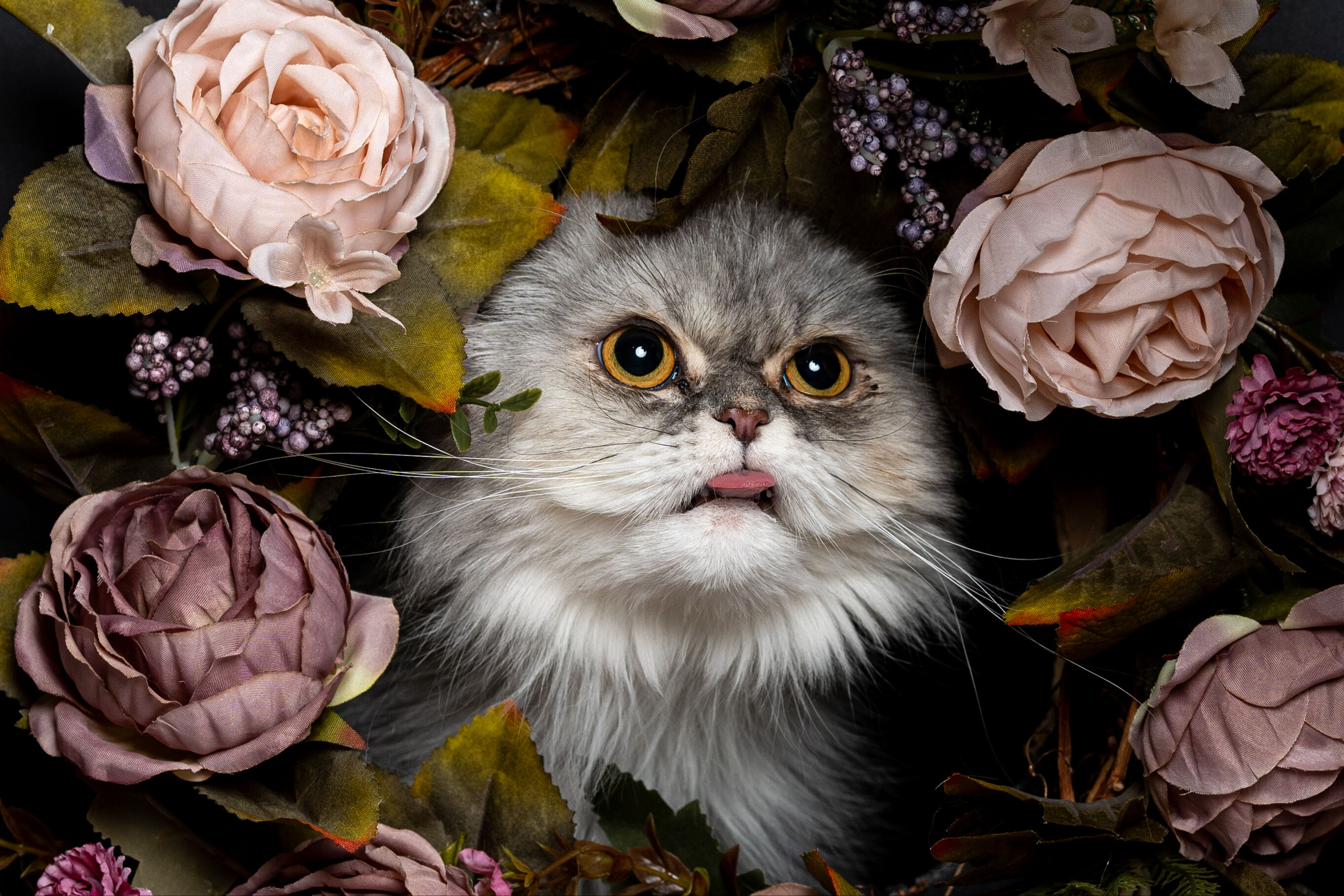 8 Ağustos D&uuml;nya Kedi G&uuml;n&uuml; d&uuml;nyanın her yerinde kutlanıyor! - 10. Resim