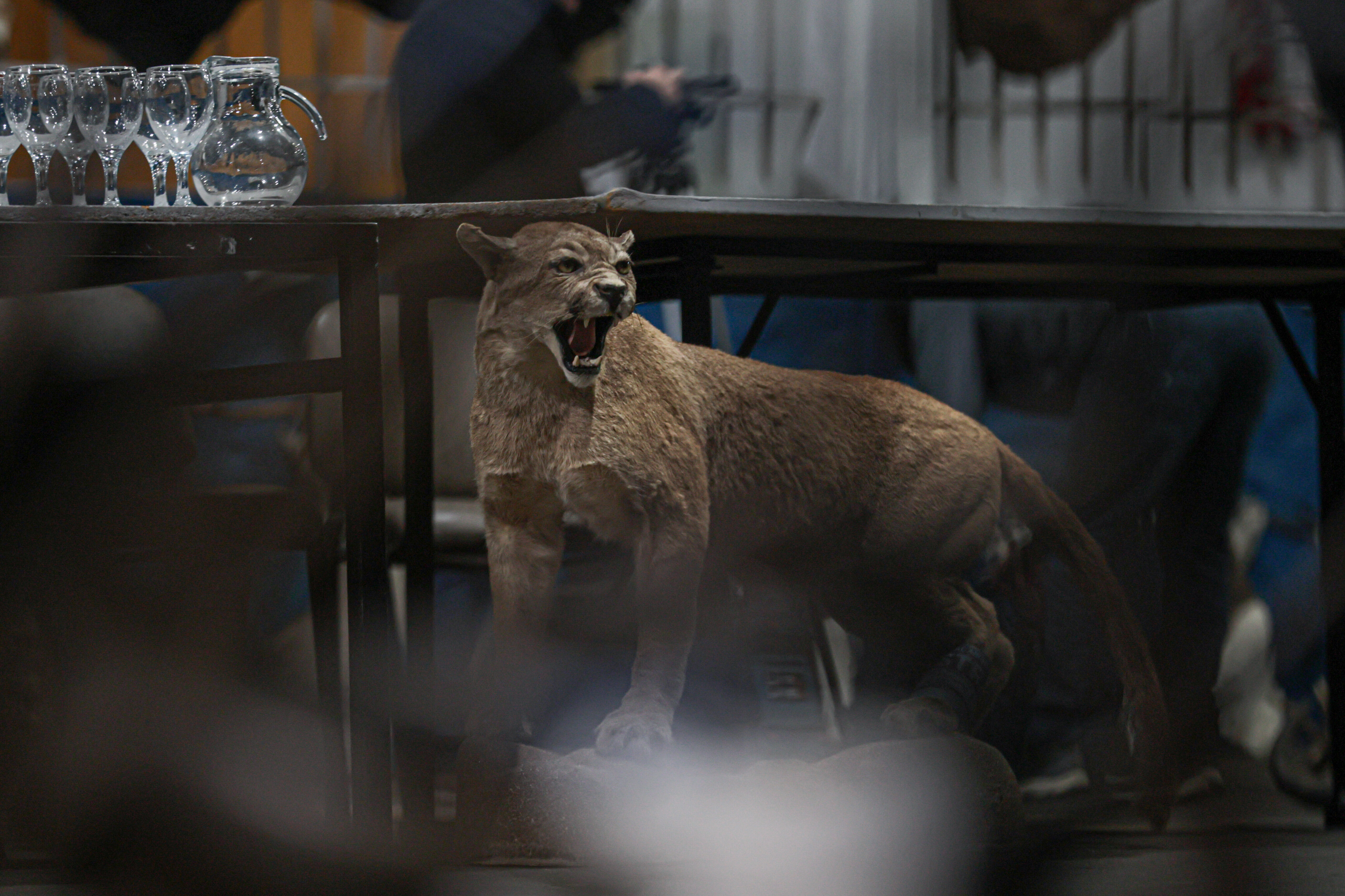 Arjantin'de yasa dışı hayvan kaçakçılarına operasyon: Ele geçirilenler ağızları açıkta bıraktı - 1. Resim