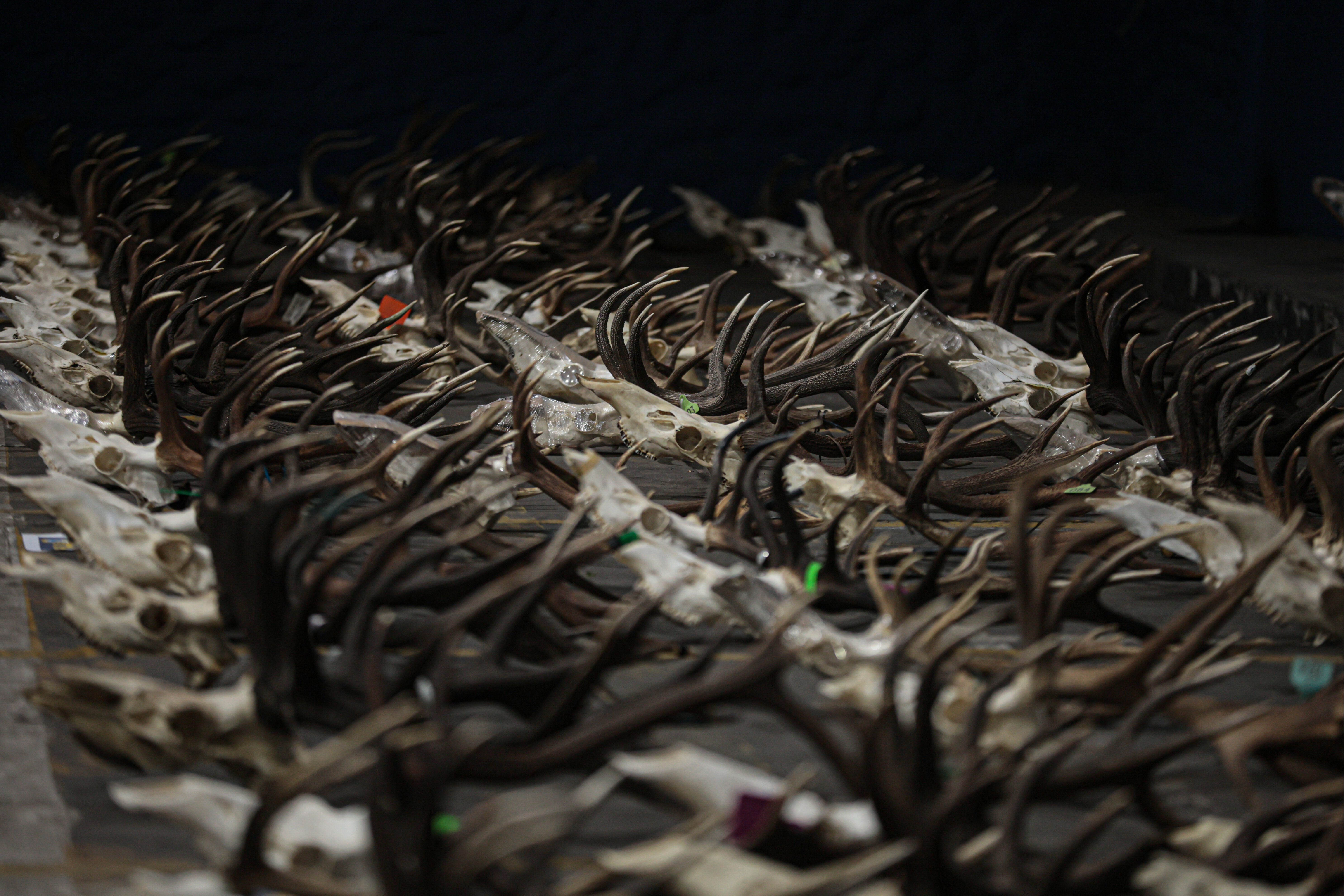 Arjantin'de yasa dışı hayvan kaçakçılarına operasyon: Ele geçirilenler ağızları açıkta bıraktı - 2. Resim