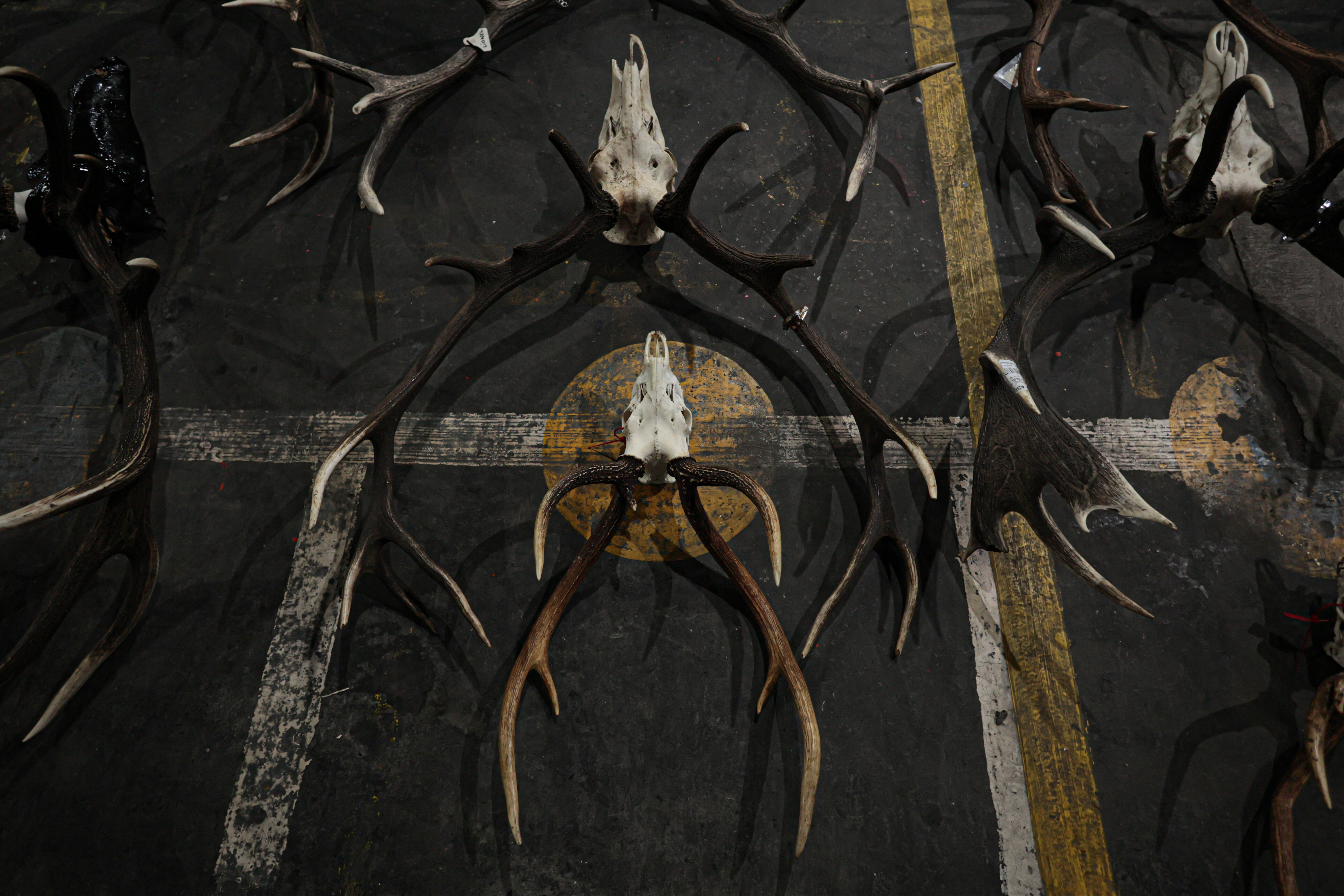 Arjantin'de yasa dışı hayvan kaçakçılarına operasyon: Ele geçirilenler ağızları açıkta bıraktı - 3. Resim