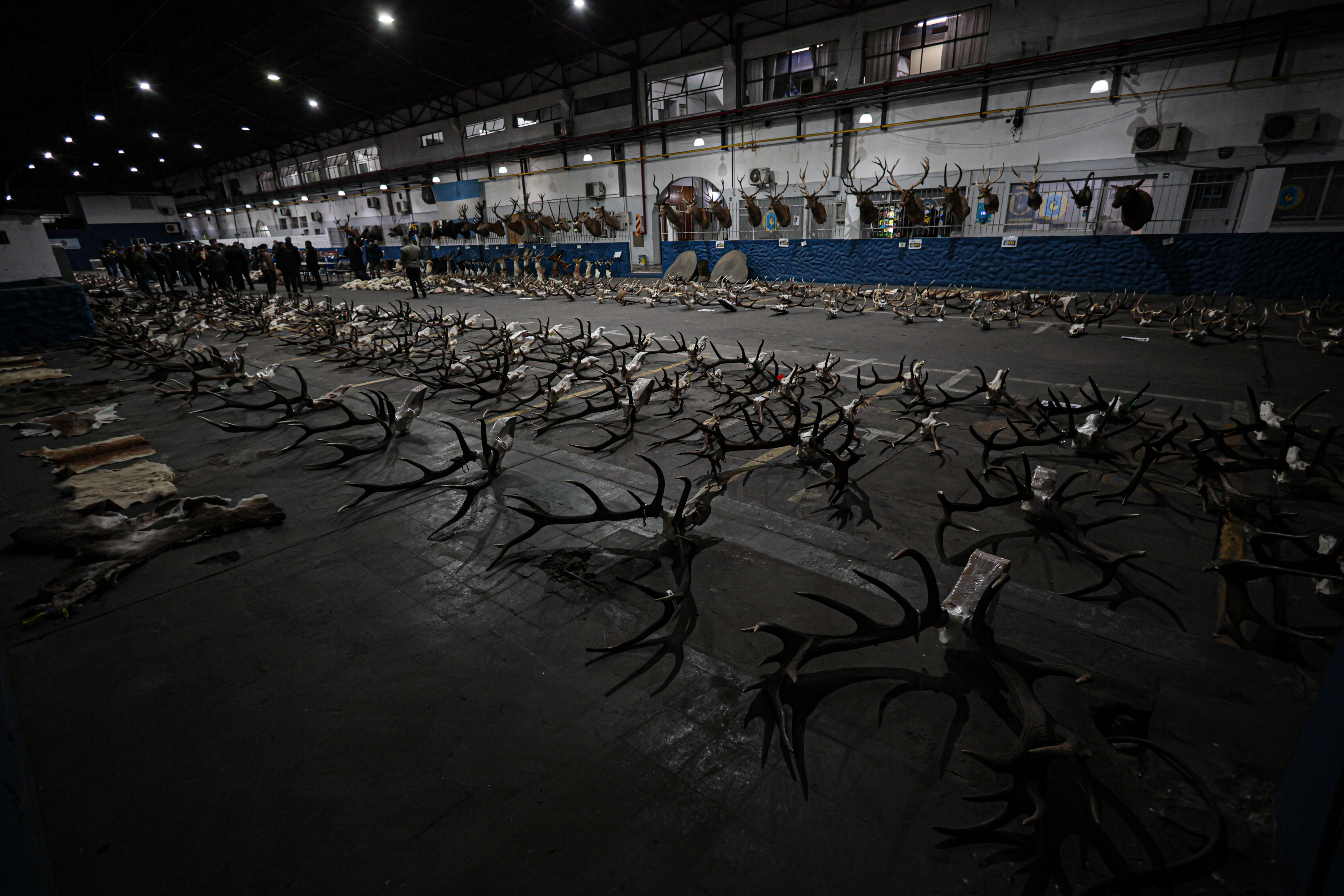 Arjantin'de yasa dışı hayvan kaçakçılarına operasyon: Ele geçirilenler ağızları açıkta bıraktı - 4. Resim