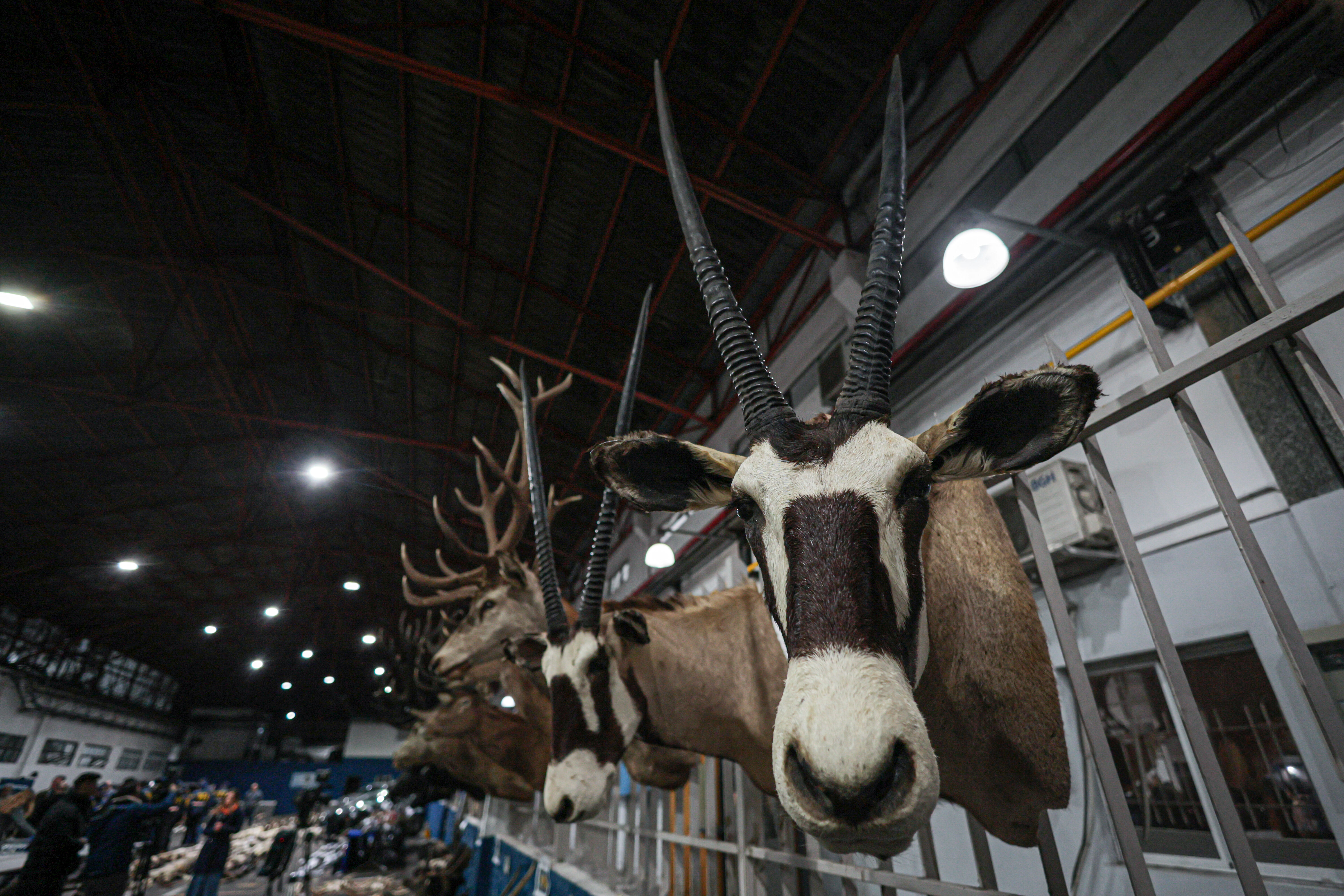 Arjantin'de yasa dışı hayvan kaçakçılarına operasyon: Ele geçirilenler ağızları açıkta bıraktı - 5. Resim