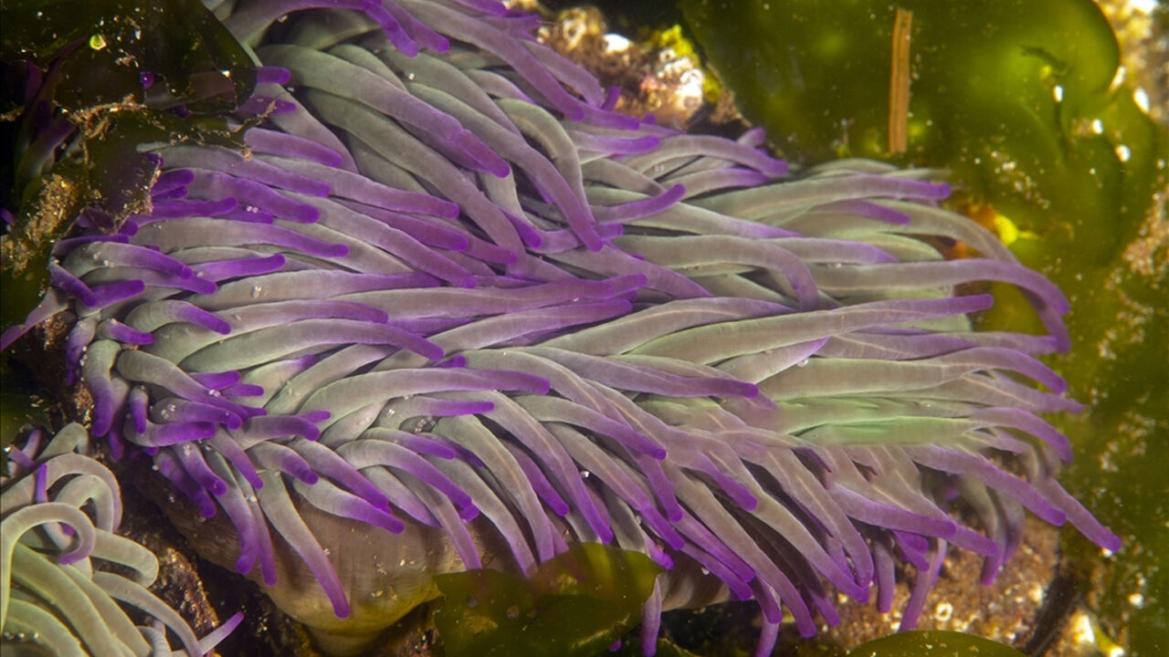 Denizin tehlikeli çiçekleri