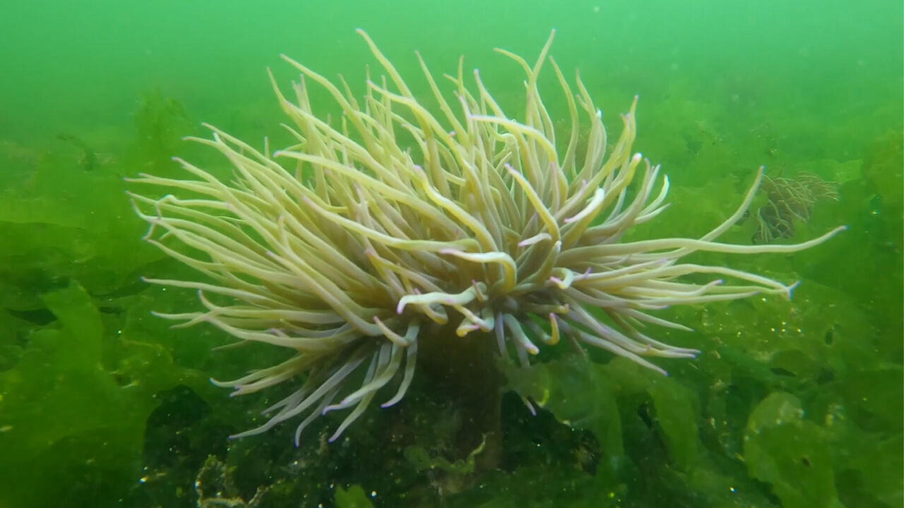 Denizin tehlikeli çiçekleri