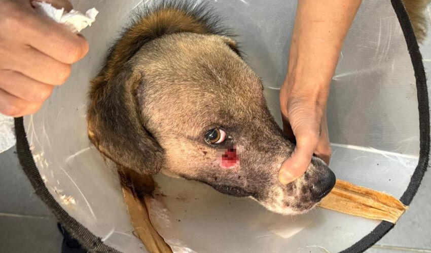 Zonguldak’ta av tüfeğiyle vurulan köpeği Hande Yener sahiplendi - 1. Resim