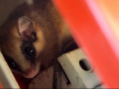 Nesli tükenmek üzere, görmek neredeyse imkansız! Bir ilimizde ortaya çıktı - 1. Resim