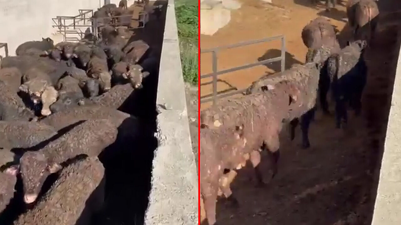 Uruguay'dan getirilen hayvanların görüntüleri gündem oldu! Et ve Süt Kurumu'ndan açıklama yaptı - 2. Resim