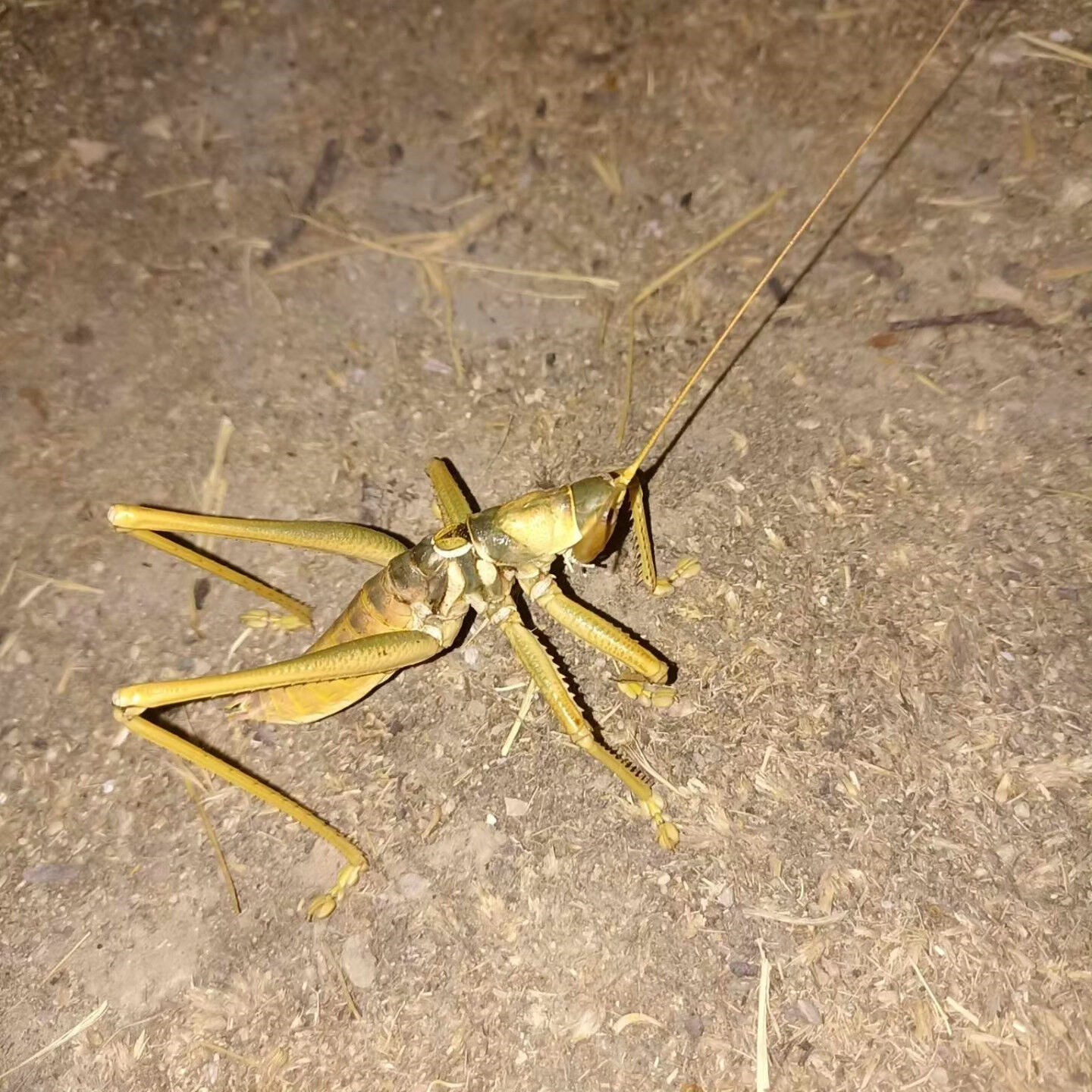 Elazığ'da g&ouml;r&uuml;nt&uuml;lendi! 20 santimetre boyunda '&Ccedil;ağaboğan' &ccedil;ekirgesi - 1. Resim