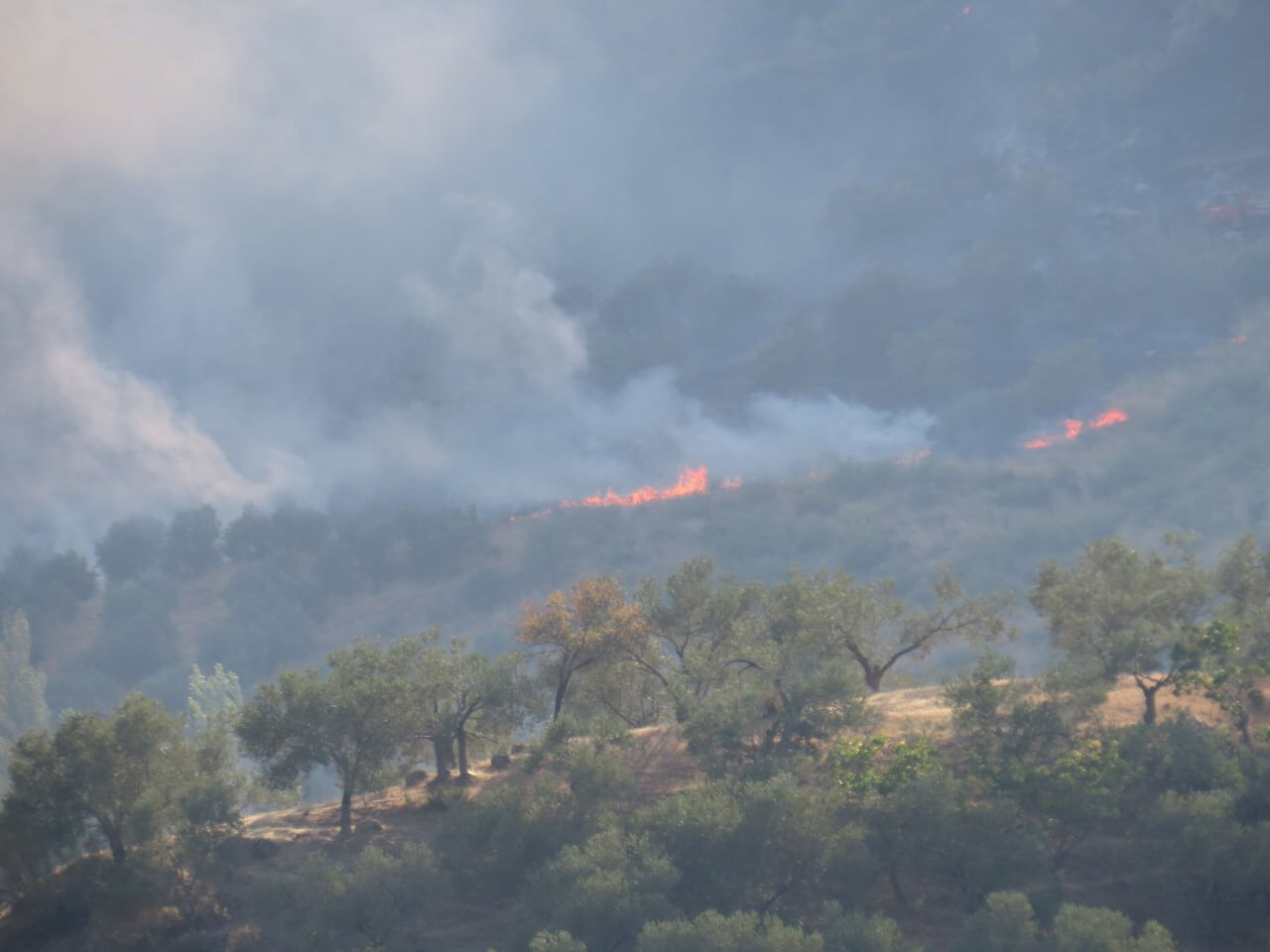 Çanakkale, Mersin, Manisa, Adana... 4 ilde orman yangına ekipler müdahale ediyor - 2. Resim