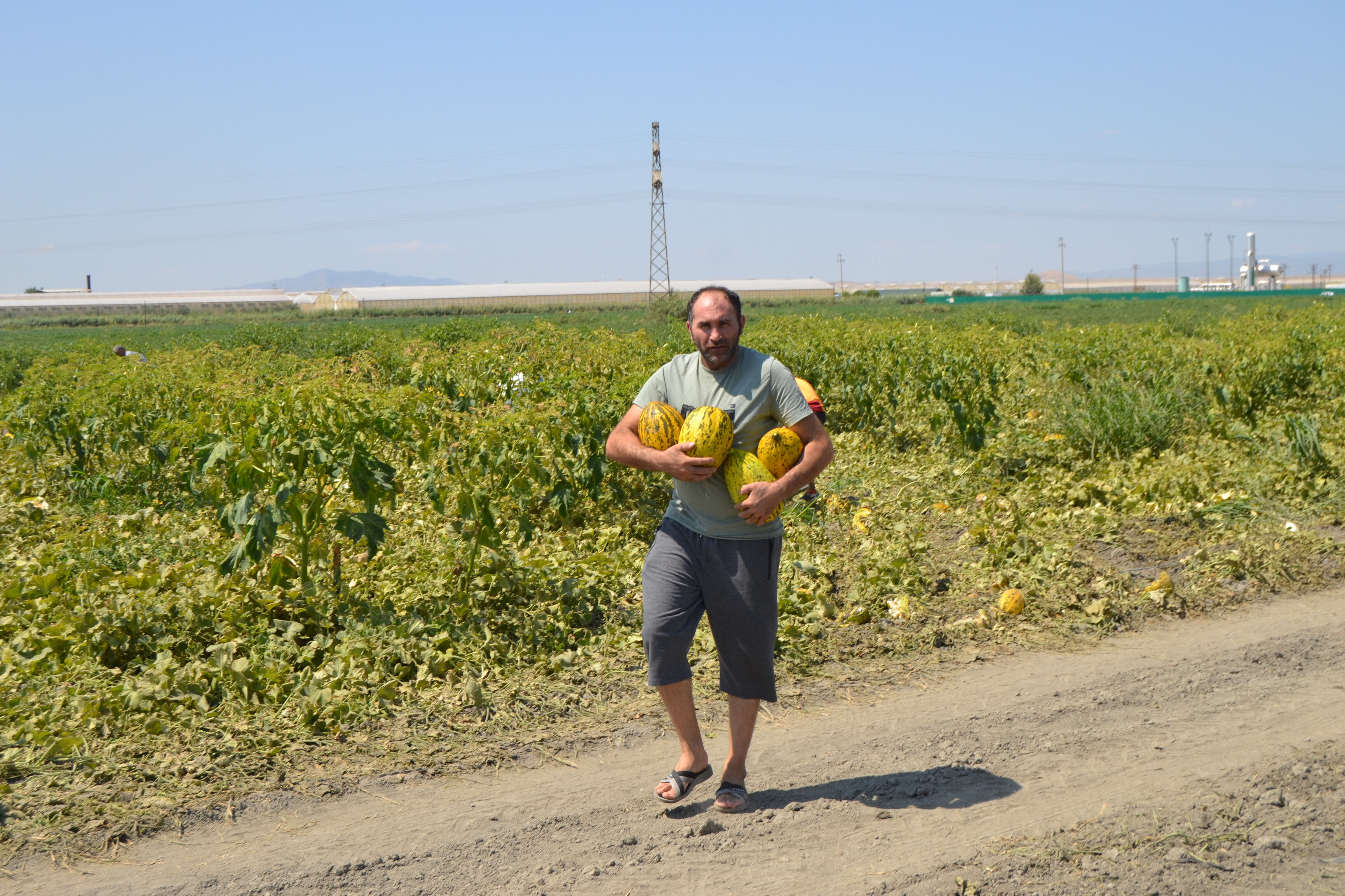Tarla sahipleri aracıların rakamını duydu, 600 ton ürünü bedava dağıttı! Duyan koşup çuval çuval aldı Tarla sahipleri aracıların rakamı duydu, 600 ton ürünü bedava dağıttı! Duyan koşup çuval çuval aldı - 3. Resim