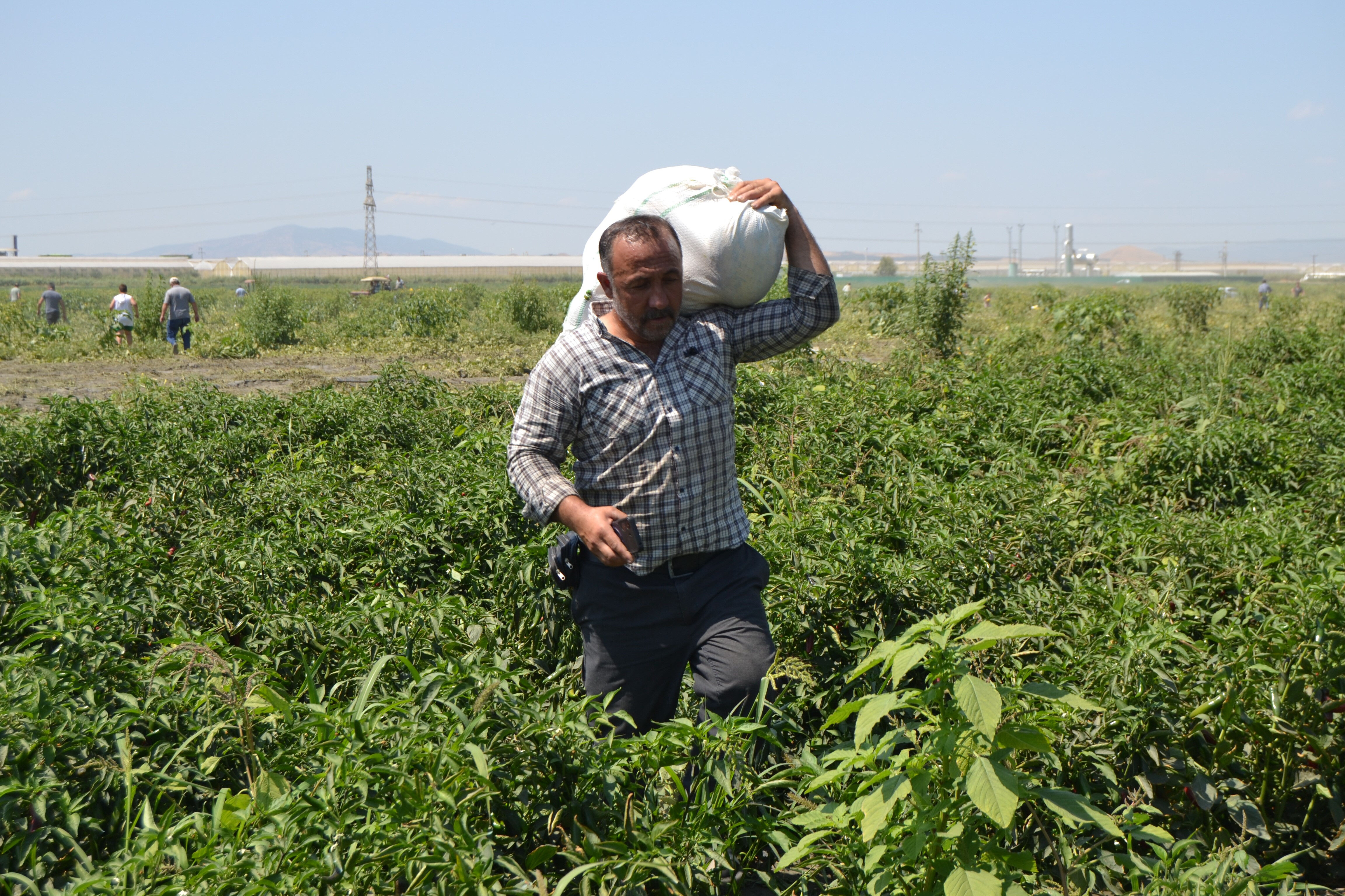 Tarla sahipleri aracıların rakamını duydu, 600 ton ürünü bedava dağıttı! Duyan koşup çuval çuval aldı Tarla sahipleri aracıların rakamı duydu, 600 ton ürünü bedava dağıttı! Duyan koşup çuval çuval aldı - 2. Resim