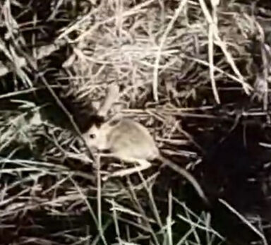 Çankırı'da nesli tehlike altında olan Arap tavşanı görüntülendi - 1. Resim