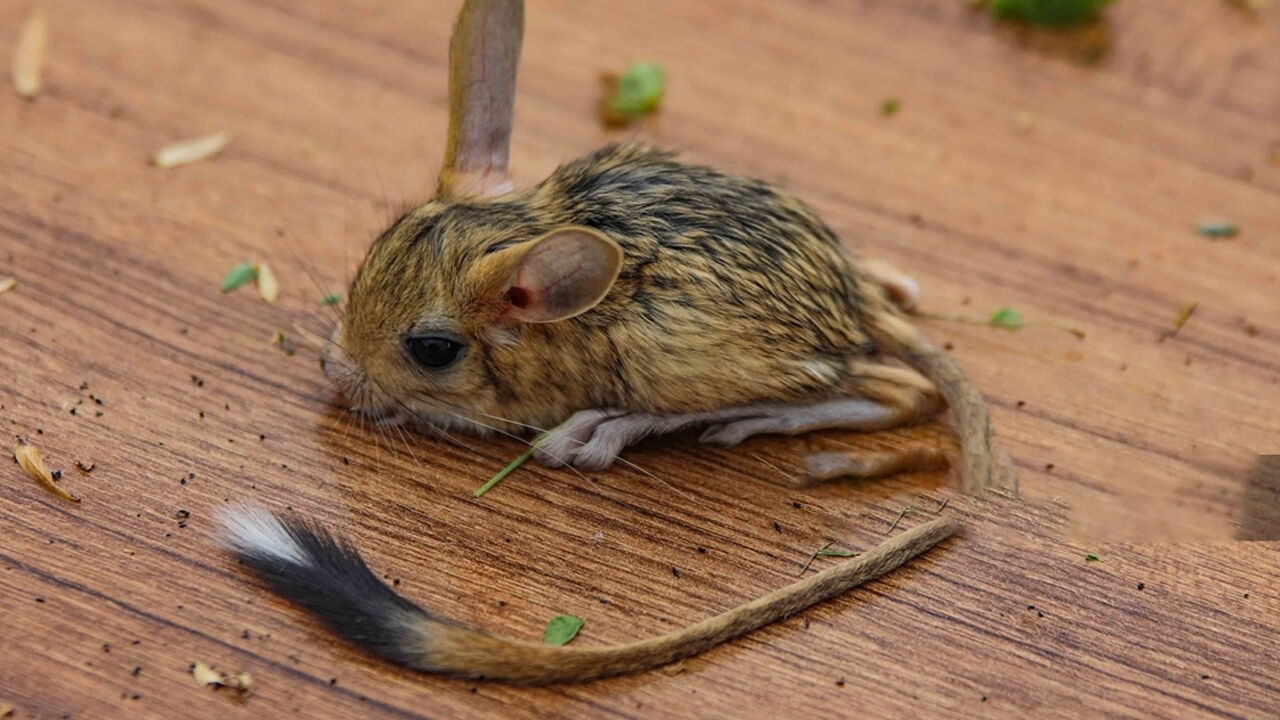 Çankırı'da nesli tehlike altında olan Arap tavşanı görüntülendi - 2. Resim