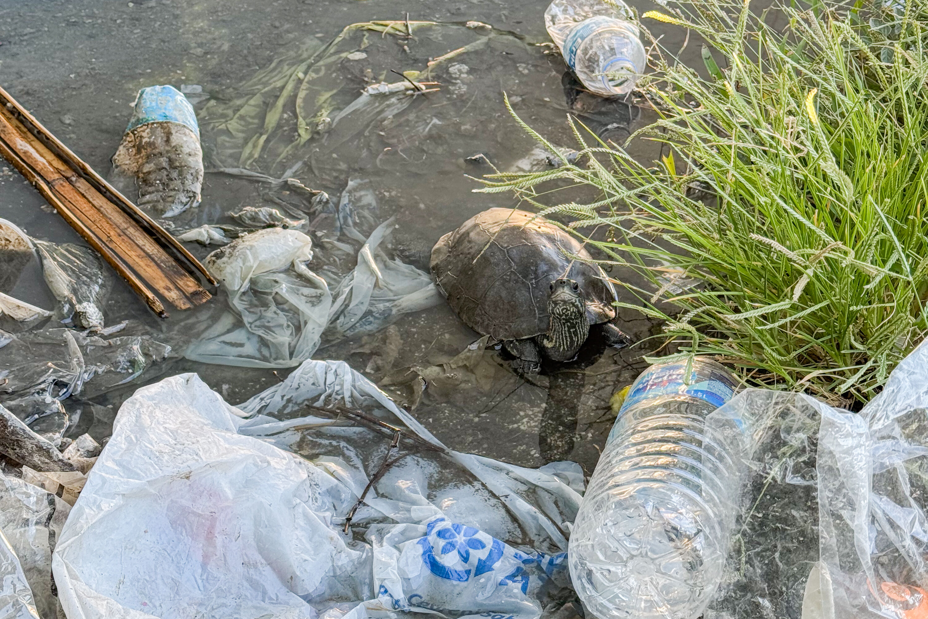 Ege'nin turizm merkezi İzmir Çeşme'de kaplumbağalar kirli suda yaşama mücadelesi verirken görüntülendi Ege'nin turizm merkezi İzmir Çeşme'de kaplumbağalar kirli suda yaşama mücadelesi verirken görüntülendi - 4. Resim