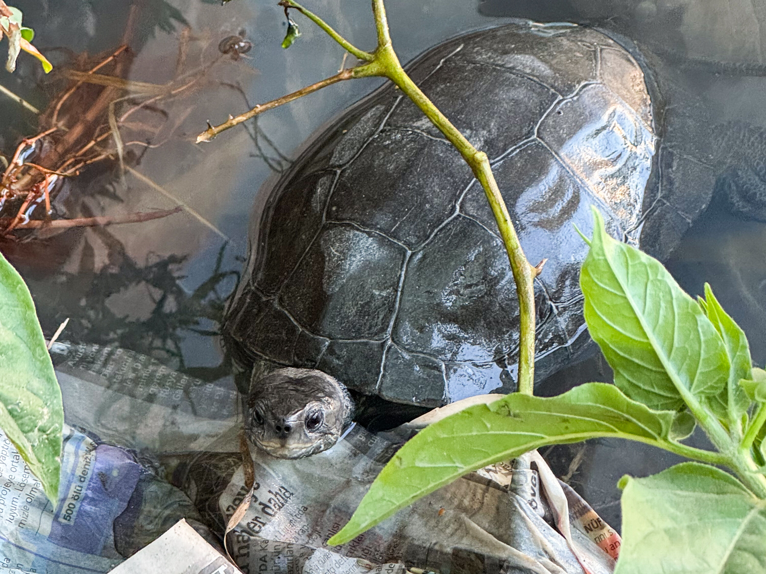 Ege'nin turizm merkezi İzmir Çeşme'de kaplumbağalar kirli suda yaşama mücadelesi verirken görüntülendi Ege'nin turizm merkezi İzmir Çeşme'de kaplumbağalar kirli suda yaşama mücadelesi verirken görüntülendi - 3. Resim
