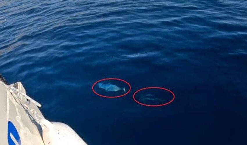 Oltasına takılan balığı &ouml;nce &ouml;pt&uuml;, sonra hemen geri bıraktı! Nedeni herkesi duygulandırdı - 2. Resim