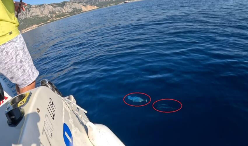 Oltasına takılan balığı &ouml;nce &ouml;pt&uuml;, sonra hemen geri bıraktı! Nedeni herkesi duygulandırdı - 1. Resim