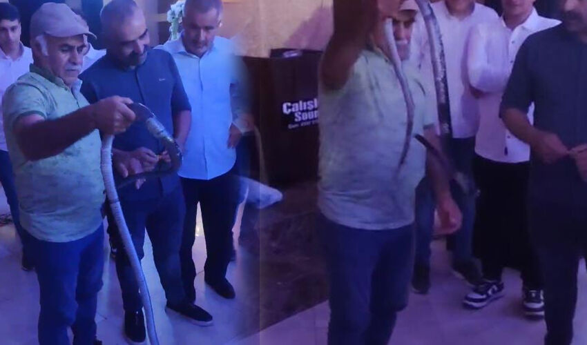 Düğünde hayrete düşüren olay! Yılanla bir anda çıkageldi, davetliler şoke oldu - 3. Resim