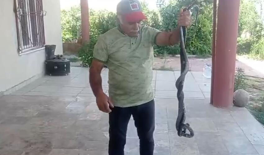 Düğünde hayrete düşüren olay! Yılanla bir anda çıkageldi, davetliler şoke oldu - 1. Resim