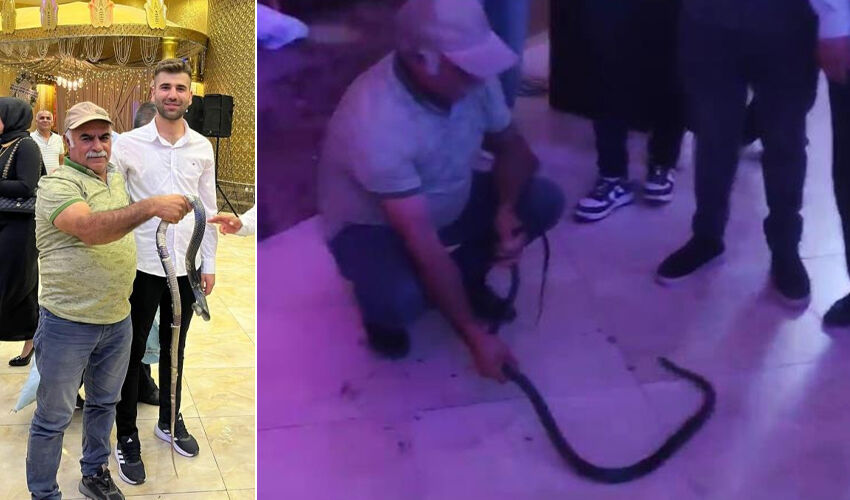 Düğünde hayrete düşüren olay! Yılanla bir anda çıkageldi, davetliler şoke oldu - 2. Resim
