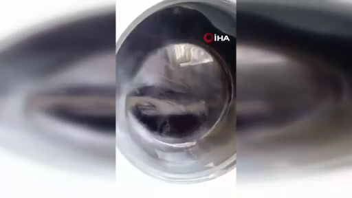 Hakkari'de ilginç olay! Çamaşır makinesinden yılan çıktı Hakkari'de ilginç olay! Çamaşır makinesinden yılan çıktı - 3. Resim