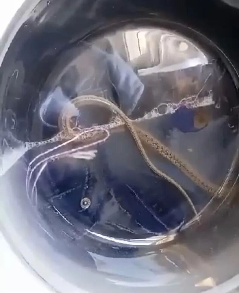 Hakkari'de ilginç olay! Çamaşır makinesinden yılan çıktı Hakkari'de ilginç olay! Çamaşır makinesinden yılan çıktı - 1. Resim