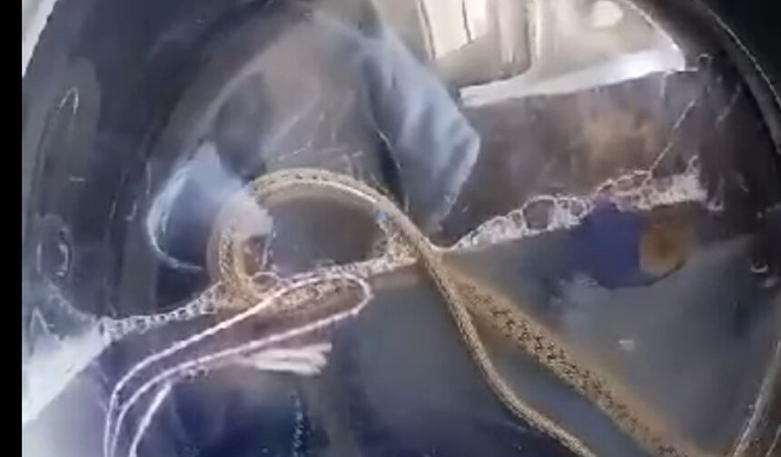 Hakkari'de ilginç olay! Çamaşır makinesinden yılan çıktı Hakkari'de ilginç olay! Çamaşır makinesinden yılan çıktı - 2. Resim